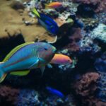 Snorkeling activities in Syracuse - An In-Depth Look at the Syracuse Snorkeling Tour