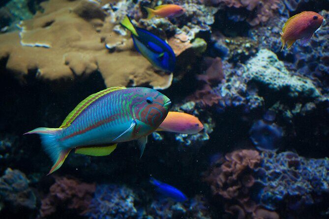 Snorkeling activities in Syracuse - An In-Depth Look at the Syracuse Snorkeling Tour
