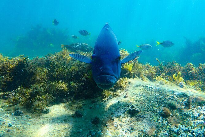 Snorkeling Adventure for Kids with Private Guide In Sydney - The Private Guide: Why It Matters