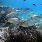 Snorkeling Adventure Trip - What Makes This Tour Stand Out?