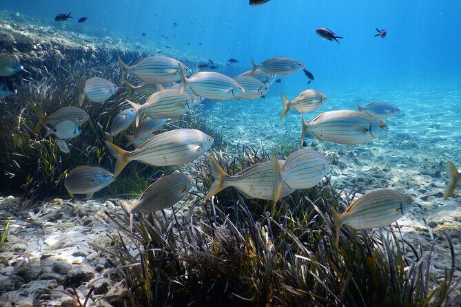 Snorkeling Adventure Trip - What Makes This Tour Stand Out?