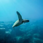 Snorkeling for beginners in crystal clear sea of Halkidiki - The Itinerary in Detail