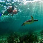 Snorkeling Guided Activity in Puerto Morelos Mexico - Exploring the Reef