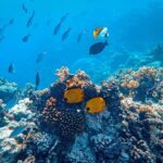 Snorkeling immersion in the wonders of Tahiti - The Itinerary in Detail