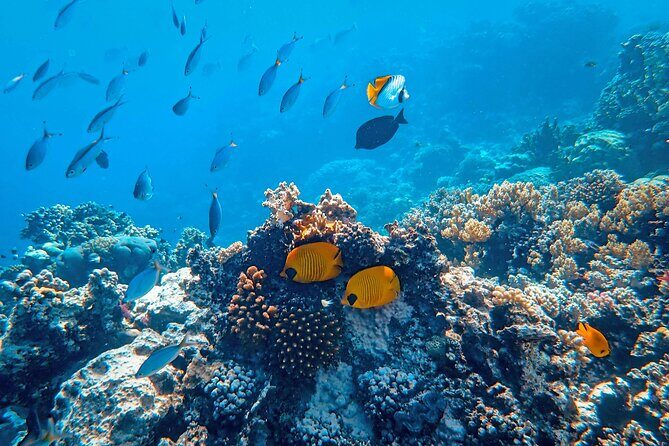 Snorkeling immersion in the wonders of Tahiti - The Itinerary in Detail