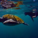 Snorkeling in a Volcanic Bay - Highlights and Considerations