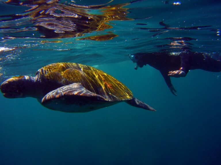 Snorkeling in a Volcanic Bay - Highlights and Considerations