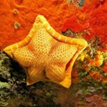 Snorkeling in the Marine Protected Area of Capo Carbonara - Why Choose This Tour?
