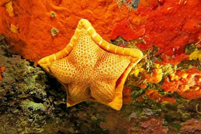 Snorkeling in the Marine Protected Area of Capo Carbonara - Why Choose This Tour?