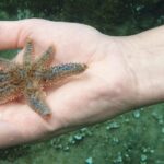 Snorkeling in Ustica (observation of marine flora and fauna) - Final Thoughts