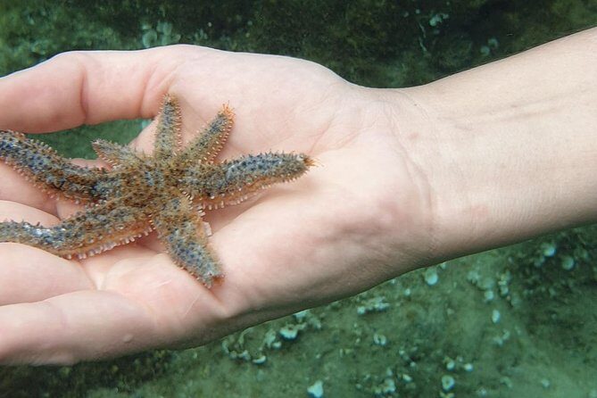 Snorkeling in Ustica (observation of marine flora and fauna) - Final Thoughts