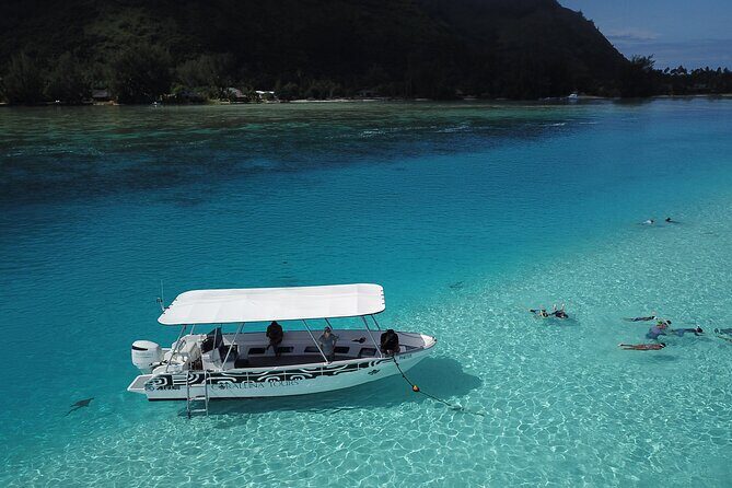 Snorkeling Lagoon Cruise and Whale Watching in Moorea - Real Traveler Perspectives