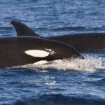 Snorkeling Open Ocean Wildlife Safari in Los Cabos with Photos Included - What Makes This Tour Stand Out