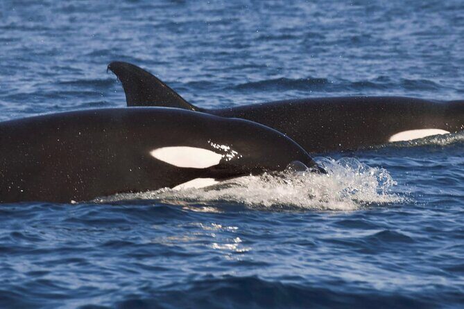 Snorkeling Open Ocean Wildlife Safari in Los Cabos with Photos Included - What Makes This Tour Stand Out