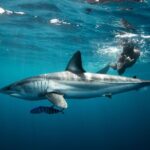 Snorkeling or Swimming with Sharks in Cabo San Lucas - Final Thoughts