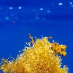 Snorkeling picnic in 5 hours with lunch in Tahiti - Who Will Love This Tour?