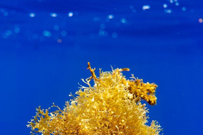 Snorkeling picnic in 5 hours with lunch in Tahiti - Who Will Love This Tour?