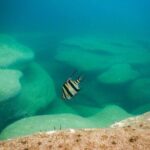 Snorkeling To Discover Sydney's Underwater Wonders - Who Should Consider This Tour?
