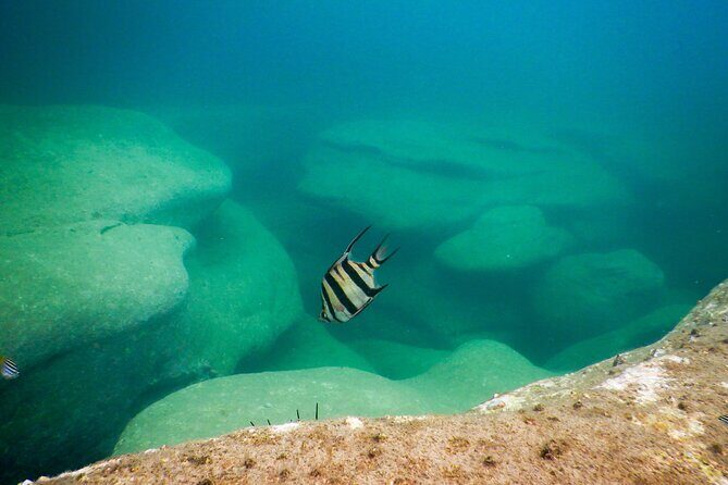 Snorkeling To Discover Sydney's Underwater Wonders - Who Should Consider This Tour?