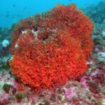 Snorkeling tour around the Isola Bella Nature Reserve - Itinerary Breakdown: What to Expect at Each Stop