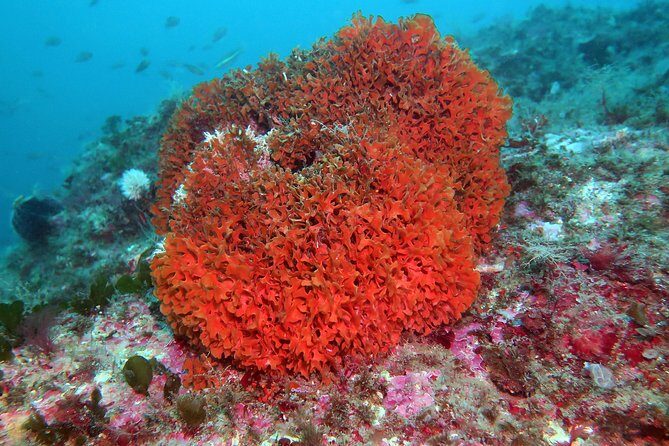 Snorkeling tour around the Isola Bella Nature Reserve - Itinerary Breakdown: What to Expect at Each Stop
