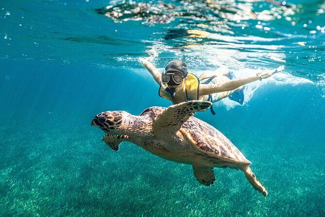 Snorkeling Tour with Turtles and Stingrays Puerto Morelos - Who Will Appreciate This Tour?