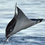 Snorkeling with Mobulas in La Ventana Bay Round trip from La Paz - Who Will Love This Tour?