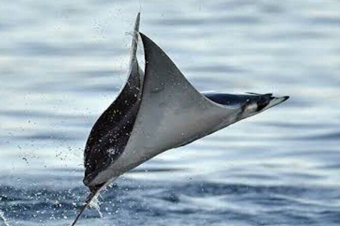 Snorkeling with Mobulas in La Ventana Bay Round trip from La Paz - Who Will Love This Tour?