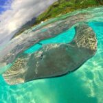 Snorkeling with underwater scooter in Tahaa lagoon from Raiatea - Final Thoughts: Is This Tour Worth It?
