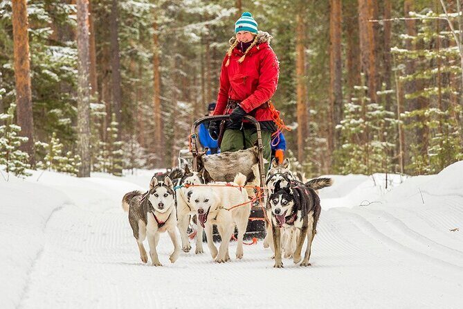 Snowmobile & Animals Day Tour - Practical Details and Considerations