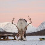 Snowmobiling , Tromsø Ice Domes Snow Park, and Reindeer Visit - A Deep Dive into the Arctic Experience