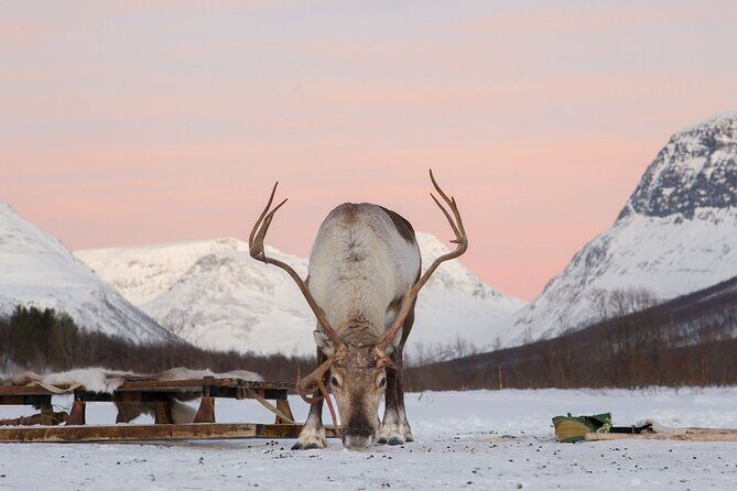 Snowmobiling , Tromsø Ice Domes Snow Park, and Reindeer Visit - A Deep Dive into the Arctic Experience