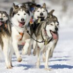 Snowy Trails 10km Husky Safari from Rovaniemi - A Detailed Look at the Husky Safari Experience