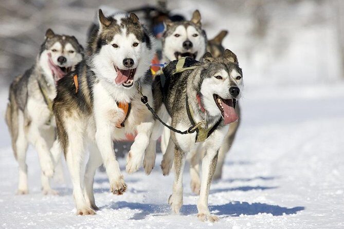 Snowy Trails 10km Husky Safari from Rovaniemi - A Detailed Look at the Husky Safari Experience