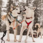 Snowy Trails Husky Safari (5 Km) - An In-Depth Look at the Husky Safari Experience