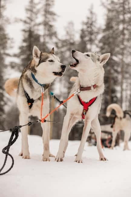 Snowy Trails Husky Safari (5 Km) - An In-Depth Look at the Husky Safari Experience