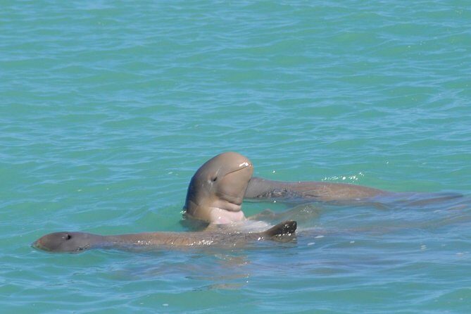 Snubfin Dolphin Eco Cruise from Broome - Practical Tips