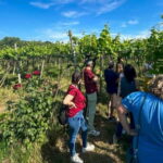 Soave: Wine Tasting and Vineyard Tour in Historical Centre - A Walk Through the Vineyards: Seeing the Terroir