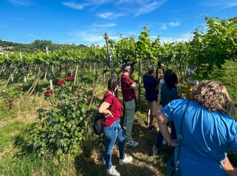 Soave: Wine Tasting and Vineyard Tour in Historical Centre - A Walk Through the Vineyards: Seeing the Terroir