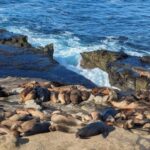 SoCal Riviera Electric Bike Tour of La Jolla & Mount Soledad - The Value of This Experience