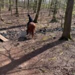 Söderåsens Nationalpark: 2,5h horse back ride - Exploring the Experience in Detail
