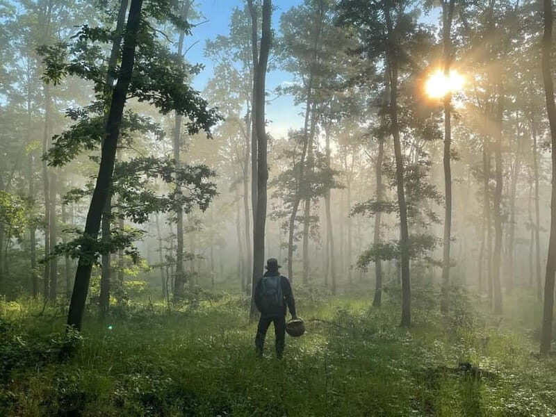 Sofia: Culinary Adventure To The Fungi And Botanical Kingdom - A Deep Dive Into This Forest Culinary Adventure
