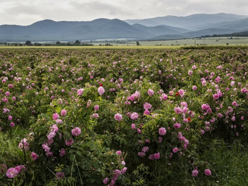 Sofia, Plovdiv, and The Rose Valley in 2 Days - Exploring Bulgaria in Two Days: What to Expect