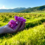 Sofia:The Highlights of Bulgaria - Rose Valley and Buzludzha - FAQ