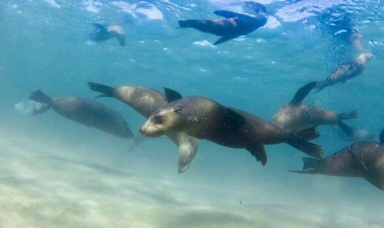 Sorrento: Boat Tour & Snorkeling with the Seals with Lunch - Snorkeling with Australian Fur Seals