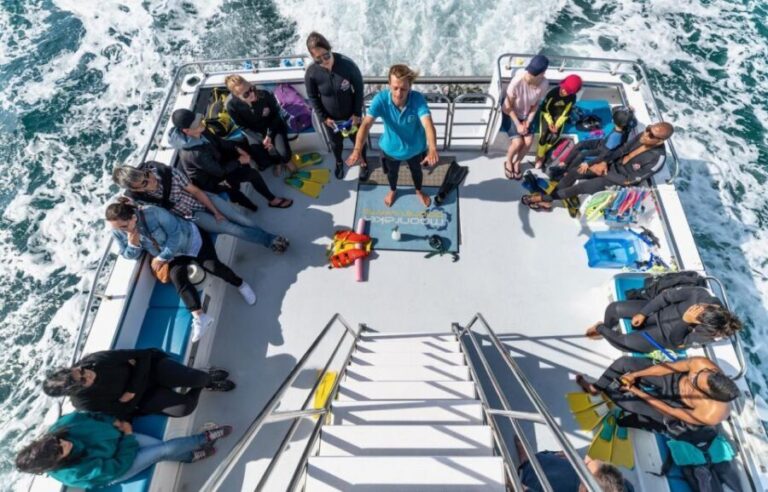 Sorrento: Dolphins & Seals Snorkeling Cruise w/ Lunch - Practical Details & Tips