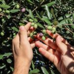 Sorrento: Guided Olive Mill Visit with Tastings - An In-Depth Look at the Olive Oil Tour in Sorrento