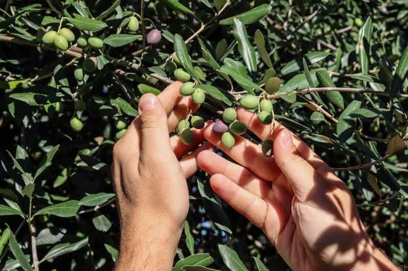 Sorrento: Guided Olive Mill Visit with Tastings - An In-Depth Look at the Olive Oil Tour in Sorrento