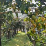 Sorrento: Lemon Garden Tour with Marmalade Tasting - Final Thoughts
