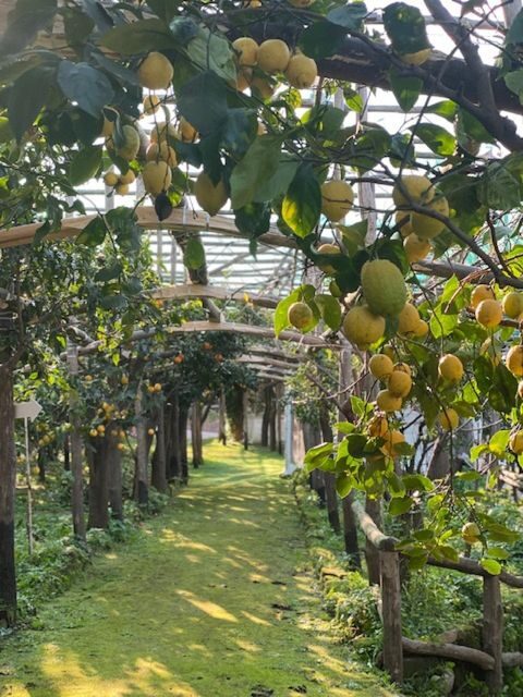 Sorrento: Lemon Garden Tour with Marmalade Tasting - Final Thoughts